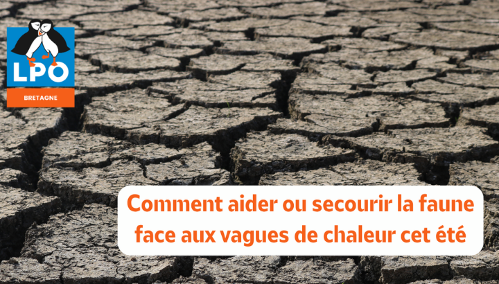 Aider et secourir la faune sauvage face aux vagues de chaleur